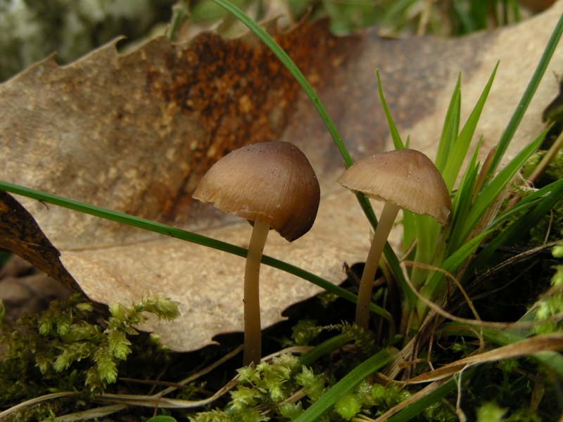 Escursione in bosco umido